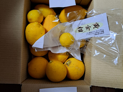 どちらも２級品　レモン　1ｋｇ  ベルガモット１ｋｇ セット【柑橘食べ比べ】