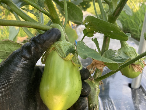 【京都府産】旬の定番夏野菜セット（10品）