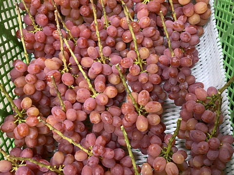 ぶどうミックス☆シャインマスカットとその他のぶどう☆　種無し・皮ごと　９月下旬から発送