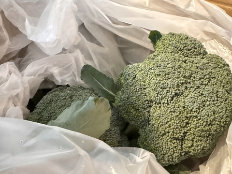【特価】 朝採り新鮮！】ルミナス：香川県産のその他ブロッコリー｜食べ 野菜