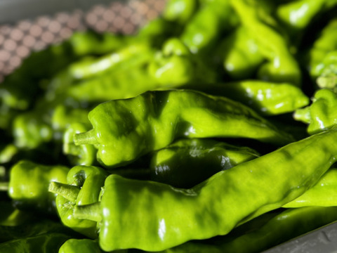 【今が旬！】肉厚ジューシー甘長とうがらし【甘とう美人】BBQに！串焼きに！(1箱300g✖️3袋入り)