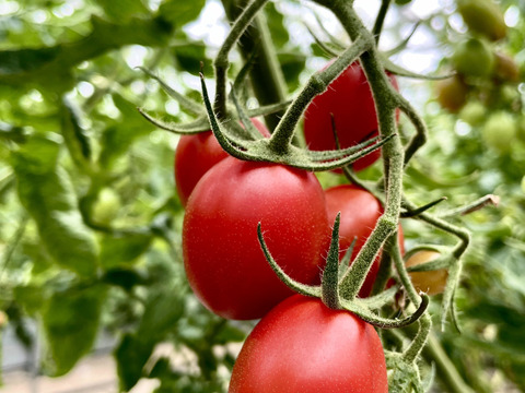 特濃トマト！！シシリアンルージュ　１ｋｇ