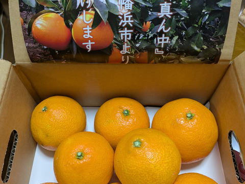 《豊作割引》【家庭用】まどんな 2kg みんなトリコになる“”プルプル“”新食感♡高級柑橘♫愛媛みかん！【冬ギフト】