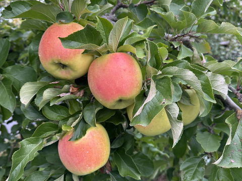 【冬ギフト】🍎『希少！』ぐんま名月🍎約3キロ8〜11玉(家庭用)ID177902