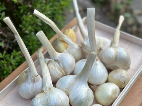 自然栽培！奈良県山添の『おおきなにんにく』500g