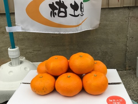 蔵出し熟成！青島（三ヶ日ひづる）みかん4㎏（２L、L、M）サイズ混合
