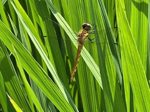 お米５kgとにんにく（白黒）＆季節野菜セット（旬枝豆）