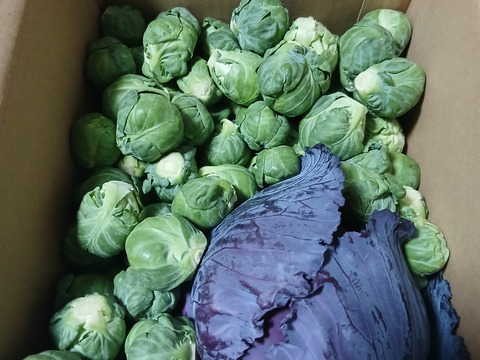 【食べチョクアワード2025入賞】
ともちゃんの芽キャベツ　１ｋｇ