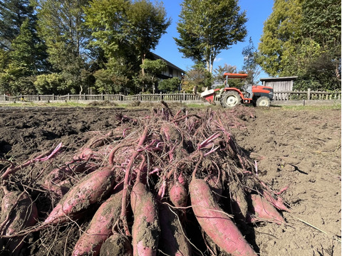 ◆絶品！南阿蘇村◆星ヶ峰農園の熟成紅はるか◆Mサイズ5㎏◆