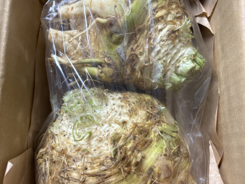 根セロリ / celeriac 1.2kg(2〜3個)