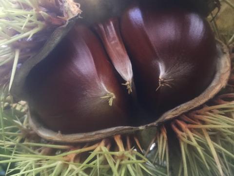 北海道産！食べ応え抜群！大粒！1000g