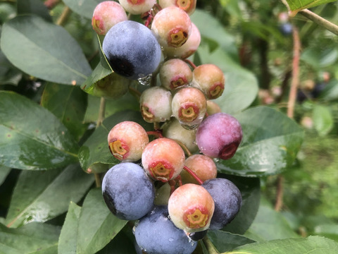 【農薬も化学肥料（窒素成分）も栽培期間中不使用】ラビットアイ系ブルーベリー冷凍（300g×2パック）