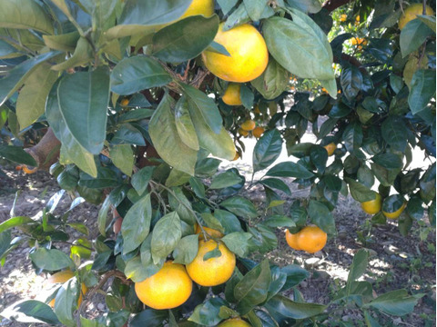 『静岡のみかん』５キロ　品種は片山です。静岡の温暖な気候の中で太陽をたっぷり浴びて育ちました。（ミカン）