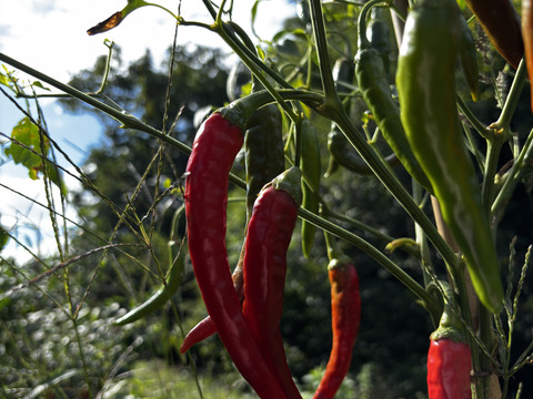 【自然力で育てる生産方法】
岩手伝統野菜の南部大長南蛮🌶️採れたて野菜を乾燥させました。【風味】【甘味】【辛味】の三拍子を備えた唐辛子で冬の時期には欠かせない【身体を温める効果】がありオススメです！