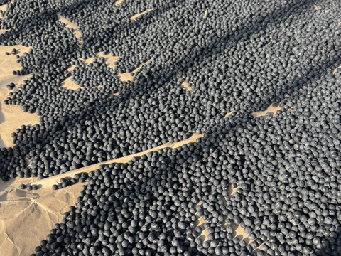 ☆新豆☆丹波で育てた本黒豆‼️お試し500ｇ‼️黒豆レシピ付き‼️