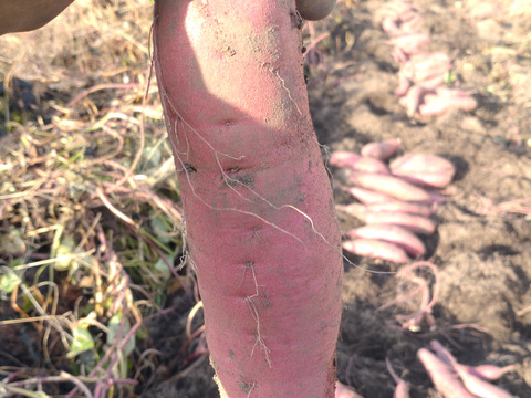 元イタリアンシェフが育てる鳴門金時5kg栽培期間中、農薬、化学肥料不使用【冬ギフト】