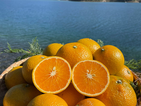 【柑橘食べ比べ】ポンカンとスイートスプリング　箱込み4kg 栽培期間中に農薬・化学肥料不使用