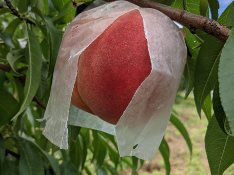 朝採りの樹上完熟・小布施町のみずみずしい桃「だて白桃」　自家用3キロ