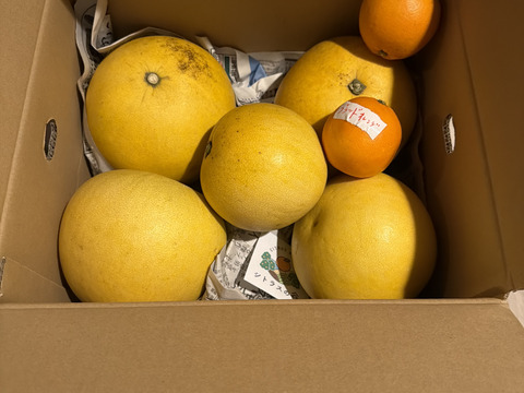 チャンドラポメロ