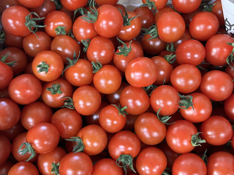 『ミニトマト2kg箱』『ピカピカ』新鮮＋ちょうどいい酸味　美味しい満足‼️トマト🍅〜