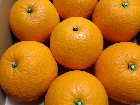 八朔のプリンセス🟠✨プリップリな紅八朔(はっさく) 3.5kg前後 8〜11玉入 Lサイズ以上