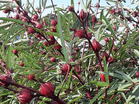 フレッシュ生ローゼル500ｇ