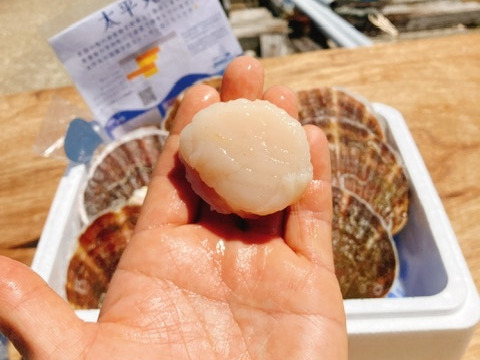 贈答用■特大3年貝■活ホタテ■