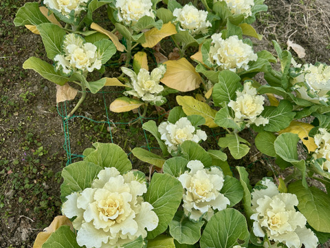 【葉牡丹／紅白／４本】畑からそのまま、土付きでお届けします。生命力あふれる葉牡丹は、切花でも元気。鉢に植え替えれば、さらに長く楽しめます。「育てる楽しみ」と「飾る楽しみ」を一緒にどうぞ。