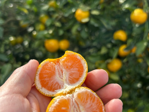 原口早生みかん箱込5kg