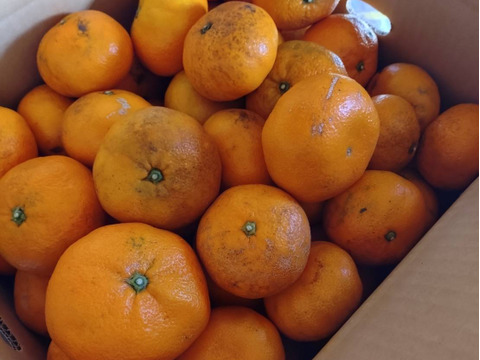 【農薬・化学肥料不使用】神奈川産　大津みかん　10kg (訳あり)