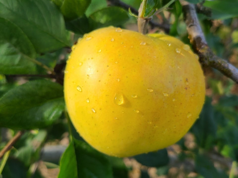 芳醇な香りと甘さ！りんご「トキ」3㎏(8～12玉)贈答用 長野県 信州安曇野産