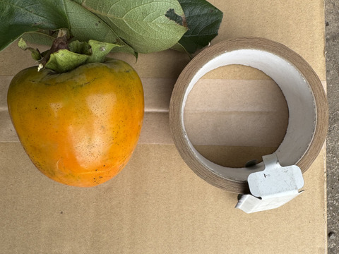 【期間限定　自然農法の恵み】大ぶりのどっしりした　干し柿用蜂屋柿はちや柿　18個以上お届け　
サービスで季節の野菜をお入れしてお届けいたします