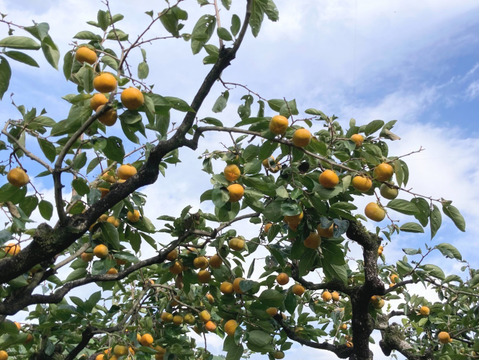 シャキシャキ食感！豊橋特産次郎柿(大玉１２個)家庭用 数量限定