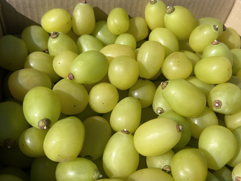 《2024年最後！》粒粒！緑も黄色も詰め詰めシャインマスカット！（ご家庭用、1.5kg）