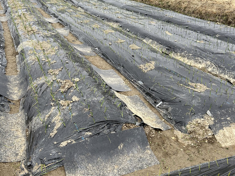 玉葱　七宝甘70　奈良県五條市産