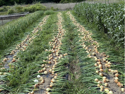 トロあま新玉ねぎ【農薬化学肥料不使用】とっても甘い10キロ30個以上