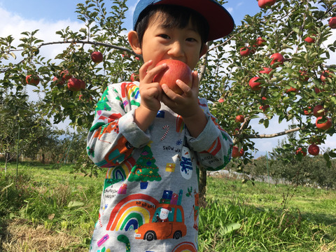 旬の果物詰合せ りんご、甘柿 約5kg フルーツボックス♪