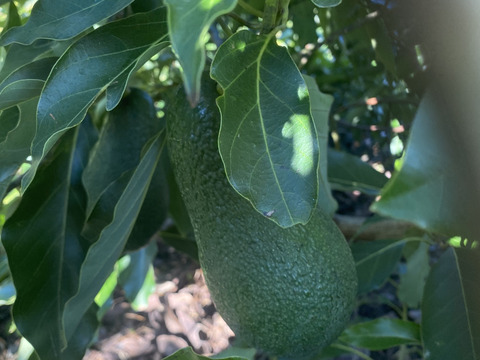 国産アボカド「ウィンターメキシカン」３個