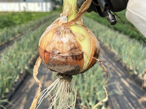 幻の玉ねぎ「札幌黄」の改良品種「さつおう」20kg