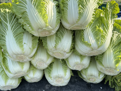 我が子に食べさせたい野菜を｜志学農
園の白菜 3玉（約5kg）栽培期間中農薬・化学肥料不使用