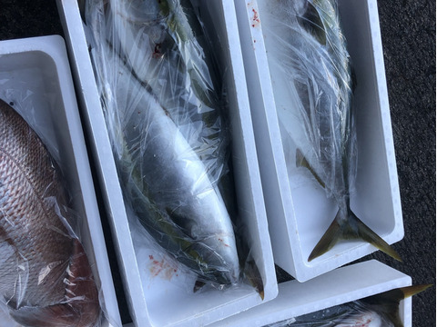 山口県産天然ぶり 冷凍加工済み
大特価です！