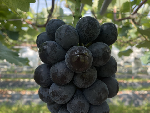 淡路島の恵み！やまだふぁーむの超甘いナガノパープル！2房約1.2キロ