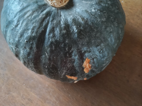 【ワケアリ】北海道産ホクホクのあま～い南瓜　４キロ（２〜４玉）