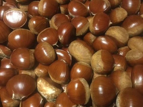 北海道産！食べ応え抜群！大粒！1000g