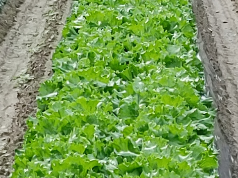 大好評，地層が違う淡路島、ターザン(風袋込み２キロ