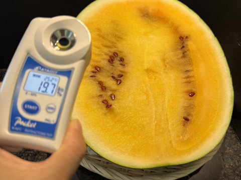 【雅】糖度13-17以上【金色羅皇】『大里果樹園のスイカ』2Ｌ-3Ｌ