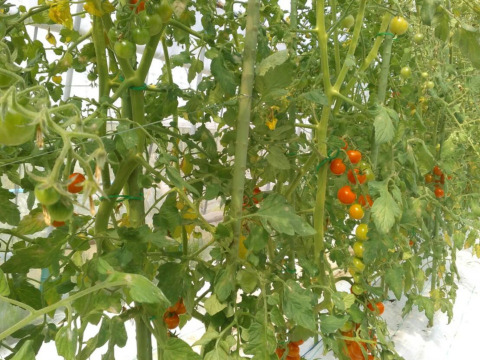 【7月下旬より発送】プチッとはじける幸せ♪ミニトマト（レッド・イエロー）500g　化学肥料・農薬完全不使用　青森産