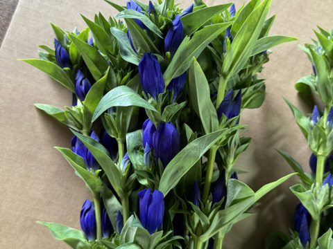 生産者が選ぶ20本　クール便