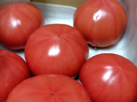 【完熟】あいちの伝統野菜『ファーストトマト』小箱約1kg　今や幻！酸味と旨味のバランス絶妙！