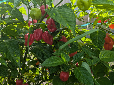 激辛好きさん集合！情熱の赤、国産ハバネロ【冷凍】☆100グラム